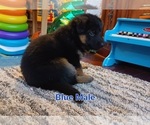 Small Photo #5 German Shepherd Dog Puppy For Sale in LACEY, WA, USA