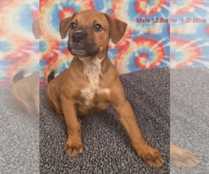 Labrador Retriever-Unknown Mix Dogs for adoption in Royal Palm Beach, FL, USA