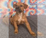 Small Labrador Retriever Mix