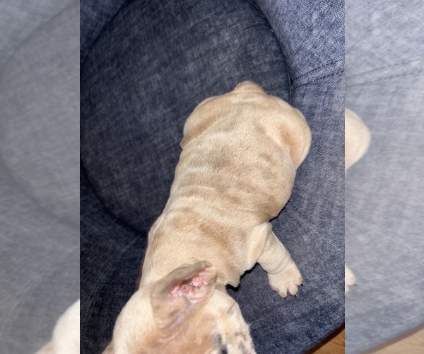 Medium Photo #12 French Bulldog Puppy For Sale in BLOOMINGTON, IN, USA