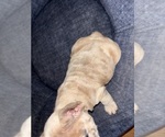 Small Photo #12 French Bulldog Puppy For Sale in BLOOMINGTON, IN, USA