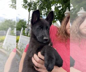 German Shepherd Dog Puppy for sale in NEWVILLE, PA, USA