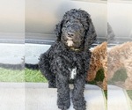 Small #9 Goldendoodle