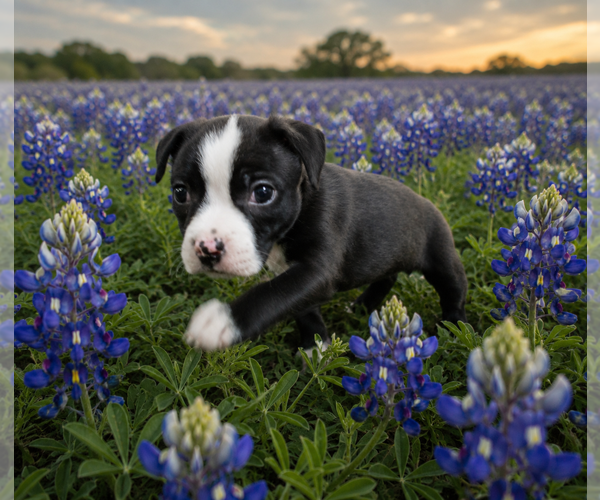 Medium Photo #2 Mutt Puppy For Sale in McKinney, TX, USA