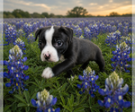 Small #1 Mutt