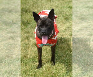 Diva SCAS - Female Mutt Dog for Adoption - Photo #6