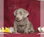 Small Photo #2 Labrador Retriever Puppy For Sale in STEWARTSTOWN, PA, USA
