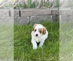 Small Photo #9 Cavapoo Puppy For Sale in GREENVILLE, MO, USA