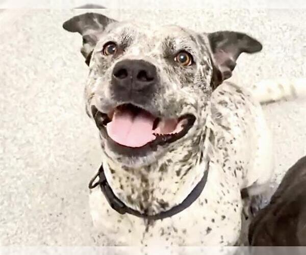 Medium Photo #2 Pointer-Unknown Mix Puppy For Sale in Houston, TX, USA