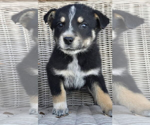 Medium Photo #1 German Shepherd Dog-Unknown Mix Puppy For Sale in Alexander, AR, USA