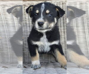 German Shepherd Dog-Unknown Mix Dogs for adoption in Alexander, AR, USA