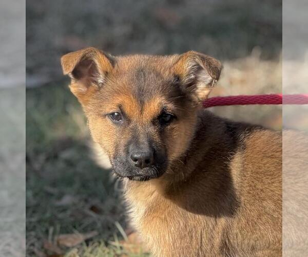 Medium Photo #1 Mutt Puppy For Sale in Yardley, PA, USA