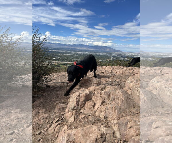 Medium Photo #5 Retriever -Unknown Mix Puppy For Sale in Sandy, UT, USA