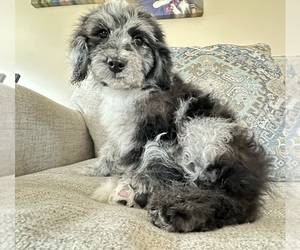 Cavapoo Puppy for sale in GILBERTSVILLE, PA, USA
