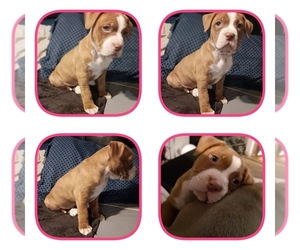 American Pit Bull Terrier Puppy for sale in CRESCENT CITY, CA, USA