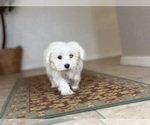 Small #7 Maltese