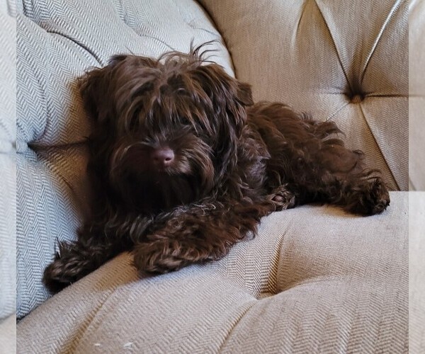 Medium Photo #1 Yorkipoo Puppy For Sale in LAKESIDE, CA, USA