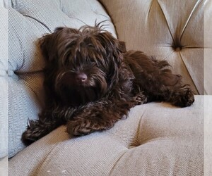 Yorkipoo Puppy for sale in LAKESIDE, CA, USA