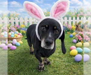 Basschshund Dogs for adoption in Sistersville, WV, USA