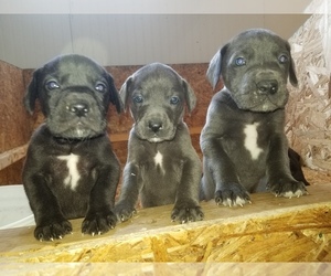 Great Dane Puppy for sale in PENNELLVILLE, NY, USA