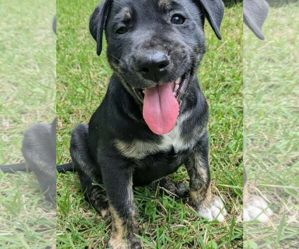Medium Photo #2 Labrador Retriever-Unknown Mix Puppy For Sale in The Woodlands, TX, USA