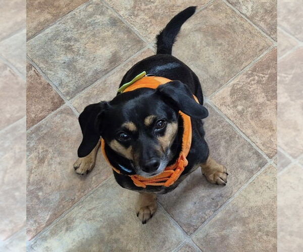 Medium Photo #7 Dachshund-Unknown Mix Puppy For Sale in Princeton, MN, USA