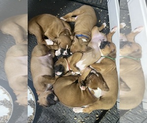 Boxer Puppy for Sale in FISHERS, Indiana USA