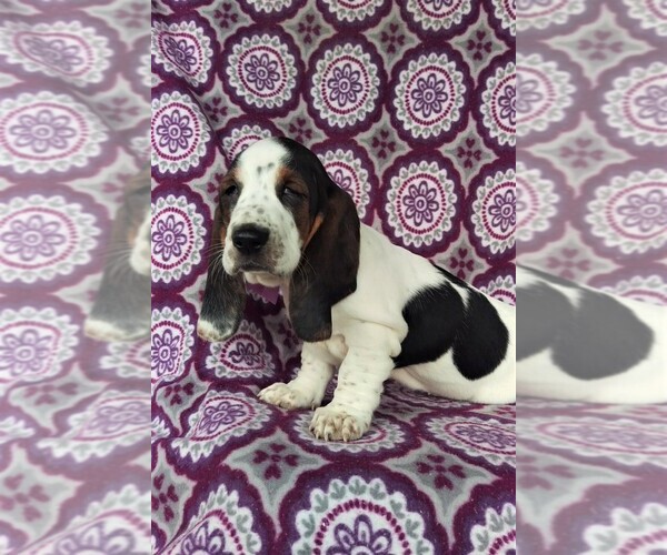 Medium Photo #2 Basset Hound Puppy For Sale in LANCASTER, PA, USA