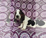 Small Photo #2 Basset Hound Puppy For Sale in LANCASTER, PA, USA