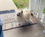 Small #8 Pomeranian