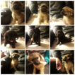 Small Photo #1 Peke-A-Poo-Pekingese Mix Puppy For Sale in POLK, PA, USA