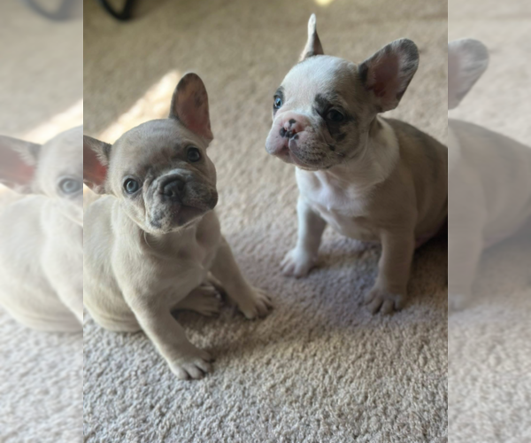 Medium Photo #7 French Bulldog Puppy For Sale in LAS VEGAS, NV, USA