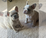 Small #6 French Bulldog