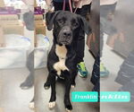 Small Labrador Retriever