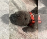 Small Photo #5 Cane Corso Puppy For Sale in MIAMI, FL, USA