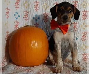 Australian Cattle Dog-Beagle Mix Puppy for sale in LANCASTER, PA, USA
