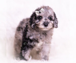 Small Photo #53 Poodle (Miniature) Puppy For Sale in WARSAW, IN, USA