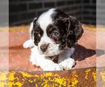 Small Photo #9 Cockapoo Puppy For Sale in WAKARUSA, IN, USA
