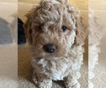 Small Photo #7 Goldendoodle (Miniature) Puppy For Sale in GRESHAM, OR, USA
