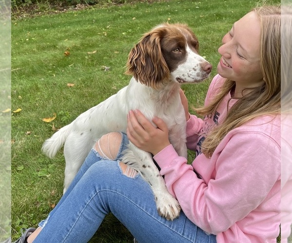 Medium Photo #1 Springerdoodle Puppy For Sale in CHETEK, WI, USA