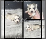 Small Photo #58 Siberian Husky Puppy For Sale in BLOOMFIELD, IN, USA