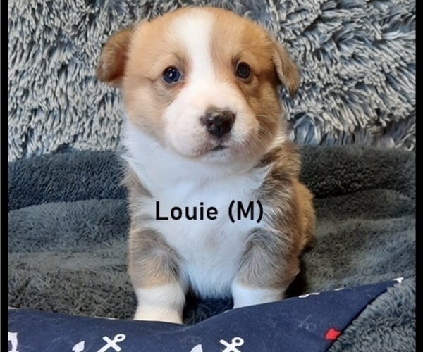 Medium Photo #6 Pembroke Welsh Corgi Puppy For Sale in MANSFIELD, MO, USA