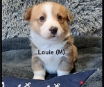 Small Photo #6 Pembroke Welsh Corgi Puppy For Sale in MANSFIELD, MO, USA