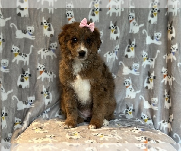 Medium Photo #6 Aussiedoodle Puppy For Sale in LAKELAND, FL, USA