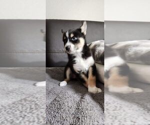 Pomsky Puppy for sale in ROSEVILLE, CA, USA