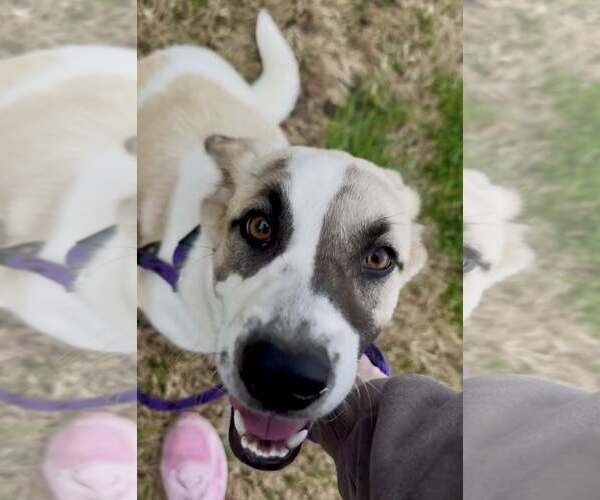 Medium Photo #3 Great Pyrenees-Unknown Mix Puppy For Sale in Rowlett, TX, USA