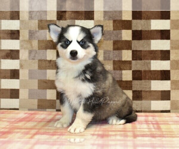 Medium Photo #4 Pomsky Puppy For Sale in DENVER, PA, USA