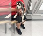 Small Mutt