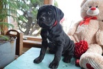 Small Photo #5 Cane Corso Puppy For Sale in HONEY BROOK, PA, USA