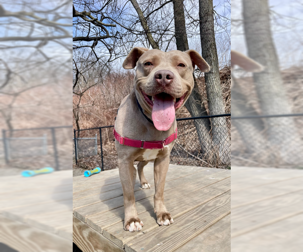 Medium Photo #23 Mutt Puppy For Sale in Elmsford, NY, USA